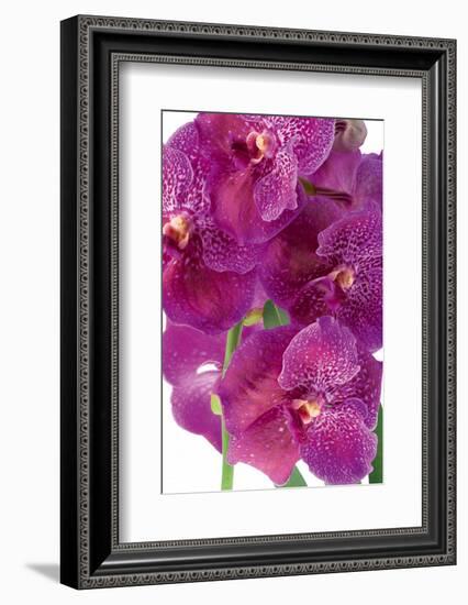 Vanda Robert's Delight-Fabio Petroni-Framed Photographic Print