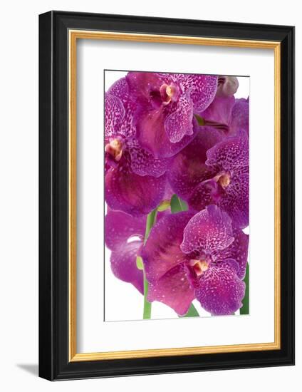 Vanda Robert's Delight-Fabio Petroni-Framed Photographic Print