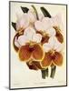 Vanda Sanderiana-John Nugent Fitch-Mounted Giclee Print