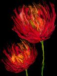Red Tulips II-Vanessa Austin-Art Print