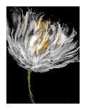 Flower Burst in Gold I-Vanessa Austin-Giclee Print