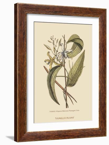 Vanila Plant-Mark Catesby-Framed Premium Giclee Print