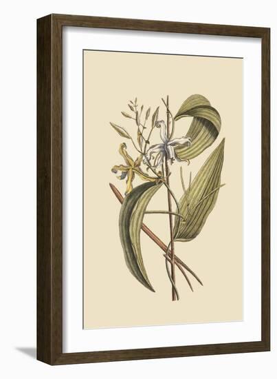 Vanila Plant-Mark Catesby-Framed Art Print