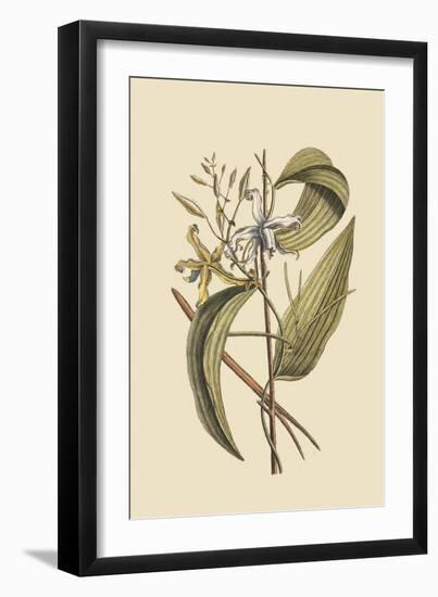 Vanila Plant-Mark Catesby-Framed Art Print