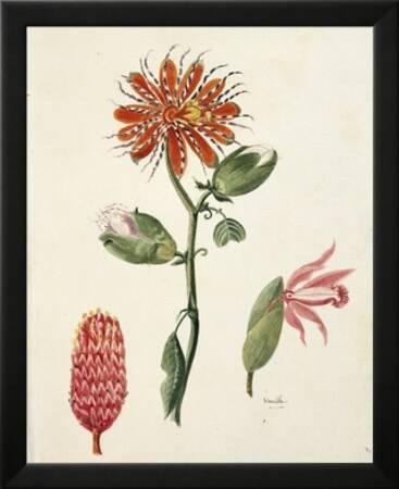 Vanilla Orchid Vanilla Planifolia By Lejeune 1822 Giclee Print Art Com