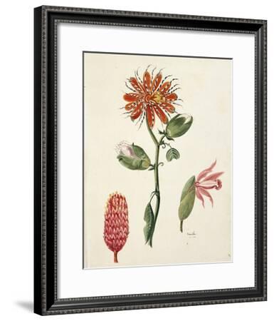 Vanilla Orchid Vanilla Planifolia By Lejeune 1822 Giclee Print Art Com