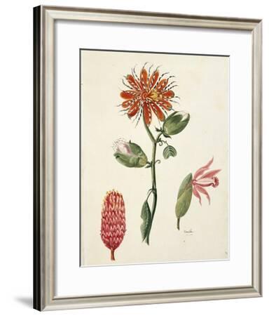 Vanilla Orchid Vanilla Planifolia By Lejeune 1822 Giclee Print Art Com