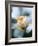 Vanilla Rose IV-Nicole Katano-Framed Photo