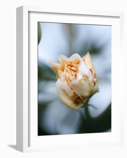 Vanilla Rose IV-Nicole Katano-Framed Photo