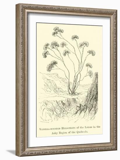 Vanilla-Scented Heliotrope of the Lomas in the Ashy Region of the Quebrada-Édouard Riou-Framed Giclee Print