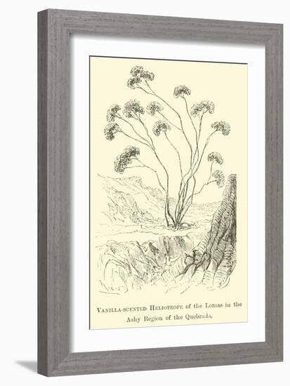 Vanilla-Scented Heliotrope of the Lomas in the Ashy Region of the Quebrada-Édouard Riou-Framed Giclee Print