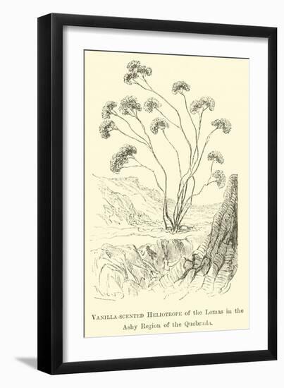 Vanilla-Scented Heliotrope of the Lomas in the Ashy Region of the Quebrada-Édouard Riou-Framed Giclee Print