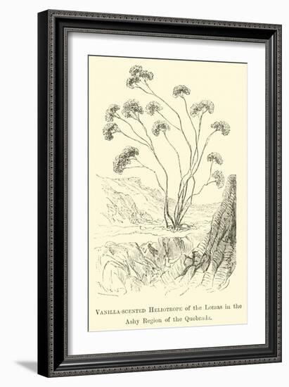 Vanilla-Scented Heliotrope of the Lomas in the Ashy Region of the Quebrada-Édouard Riou-Framed Giclee Print