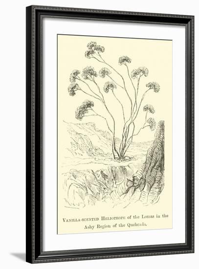 Vanilla-Scented Heliotrope of the Lomas in the Ashy Region of the Quebrada-Édouard Riou-Framed Giclee Print