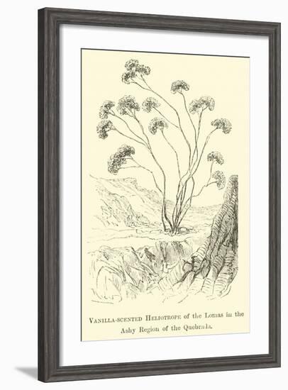 Vanilla-Scented Heliotrope of the Lomas in the Ashy Region of the Quebrada-Édouard Riou-Framed Giclee Print