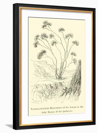 Vanilla-Scented Heliotrope of the Lomas in the Ashy Region of the Quebrada-Édouard Riou-Framed Giclee Print