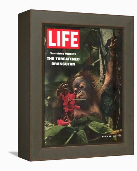 Vanishing Wildlife: The Threatened Orangutan, March 28, 1969-Co Rentmeester-Framed Premier Image Canvas