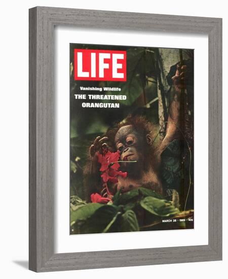 Vanishing Wildlife: The Threatened Orangutan, March 28, 1969-Co Rentmeester-Framed Photographic Print