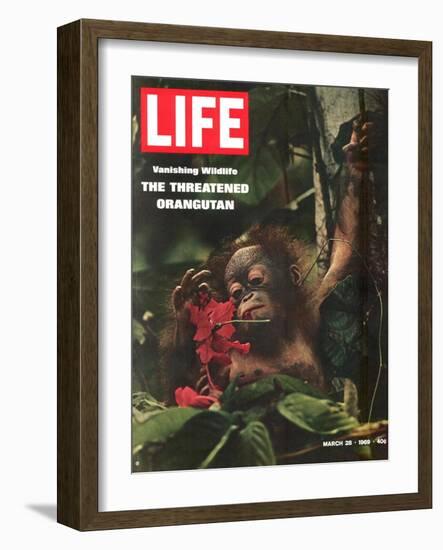 Vanishing Wildlife: The Threatened Orangutan, March 28, 1969-Co Rentmeester-Framed Photographic Print