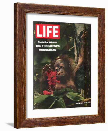 Vanishing Wildlife: The Threatened Orangutan, March 28, 1969-Co Rentmeester-Framed Photographic Print