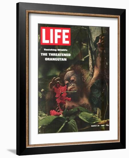 Vanishing Wildlife: The Threatened Orangutan, March 28, 1969-Co Rentmeester-Framed Photographic Print