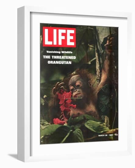 Vanishing Wildlife: The Threatened Orangutan, March 28, 1969-Co Rentmeester-Framed Photographic Print