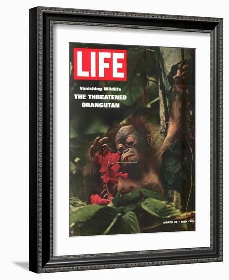 Vanishing Wildlife: The Threatened Orangutan, March 28, 1969-Co Rentmeester-Framed Photographic Print