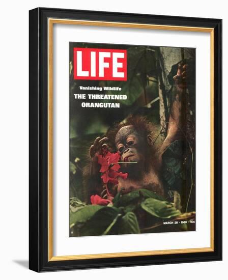 Vanishing Wildlife: The Threatened Orangutan, March 28, 1969-Co Rentmeester-Framed Photographic Print