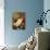 Vanitas Still Life-Edwaert Collier-Giclee Print displayed on a wall
