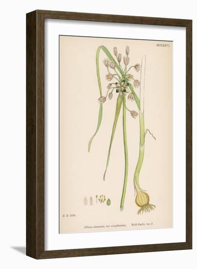 Var. Complanatum Field Garlic-John Edward Sowerby-Framed Art Print