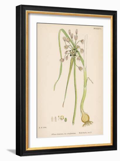 Var. Complanatum Field Garlic-John Edward Sowerby-Framed Art Print