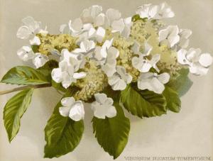 Var. Tomentosum Japanese Snowball Bush