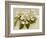 Var. Tomentosum Japanese Snowball Bush-null-Framed Photographic Print