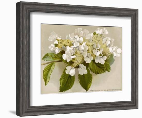 Var. Tomentosum Japanese Snowball Bush-null-Framed Photographic Print