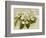 Var. Tomentosum Japanese Snowball Bush-null-Framed Photographic Print