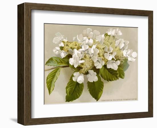 Var. Tomentosum Japanese Snowball Bush-null-Framed Photographic Print