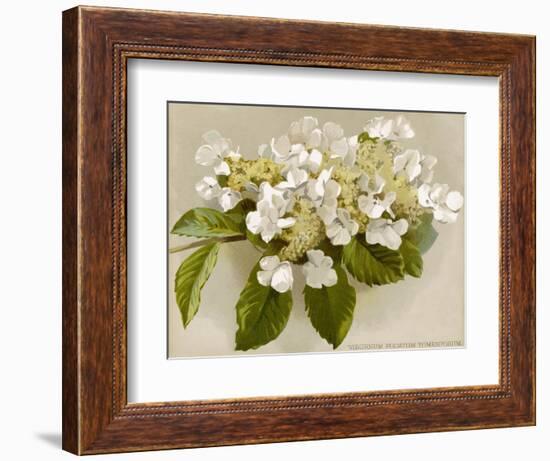 Var. Tomentosum Japanese Snowball Bush-null-Framed Photographic Print