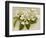 Var. Tomentosum Japanese Snowball Bush-null-Framed Photographic Print