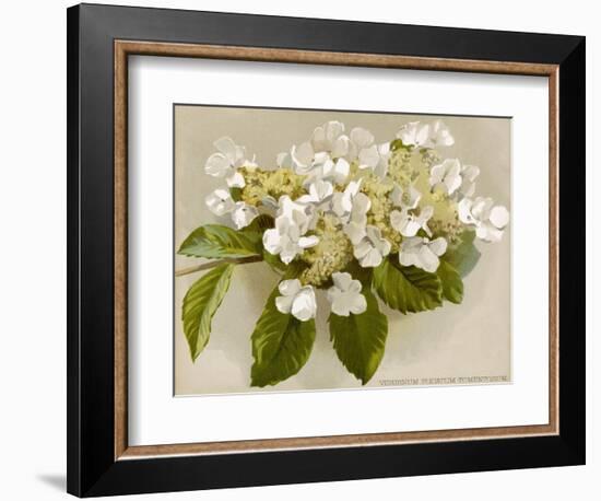 Var. Tomentosum Japanese Snowball Bush-null-Framed Photographic Print