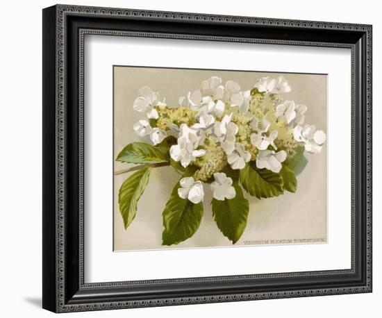 Var. Tomentosum Japanese Snowball Bush-null-Framed Photographic Print