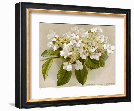 Var. Tomentosum Japanese Snowball Bush-null-Framed Photographic Print