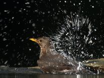 Blackbird (Turdus Merula) Female Bathing, Pusztaszer, Hungary, May 2008-Varesvuo-Photographic Print