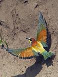 European Bee-Eater (Merops Apiaster) Flying to Nest Hole in Bank, Pusztaszer, Hungary, May 2008-Varesvuo-Photographic Print