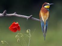 European Bee-Eater (Merops Apiaster) Perched Beside Poppy Flower, Pusztaszer, Hungary, May 2008-Varesvuo-Photographic Print