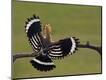 Photographic Print