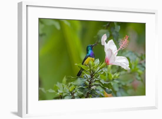 Variable Sunbird (Nectarinia Venusta) Adult Male on Hibiscus Flower, Nairobi, Kenya-Melvin Grey-Framed Photographic Print