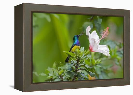 Variable Sunbird (Nectarinia Venusta) Adult Male on Hibiscus Flower, Nairobi, Kenya-Melvin Grey-Framed Premier Image Canvas