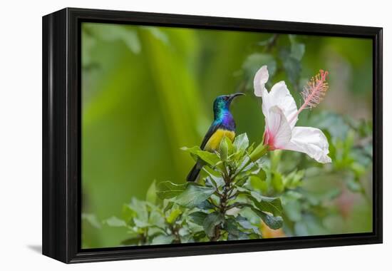 Variable Sunbird (Nectarinia Venusta) Adult Male on Hibiscus Flower, Nairobi, Kenya-Melvin Grey-Framed Premier Image Canvas