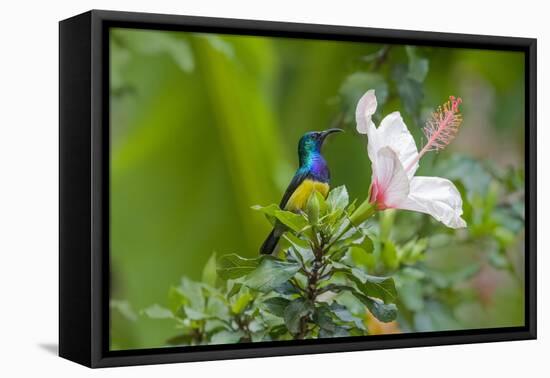 Variable Sunbird (Nectarinia Venusta) Adult Male on Hibiscus Flower, Nairobi, Kenya-Melvin Grey-Framed Premier Image Canvas