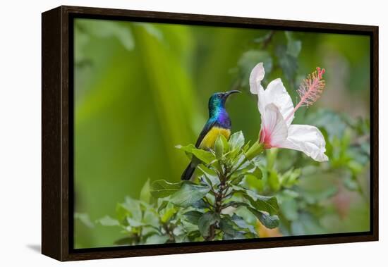 Variable Sunbird (Nectarinia Venusta) Adult Male on Hibiscus Flower, Nairobi, Kenya-Melvin Grey-Framed Premier Image Canvas